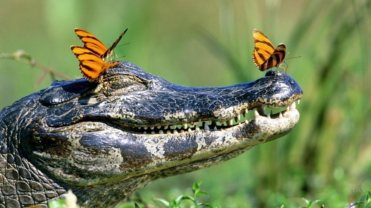 Krokodil-i-babochki