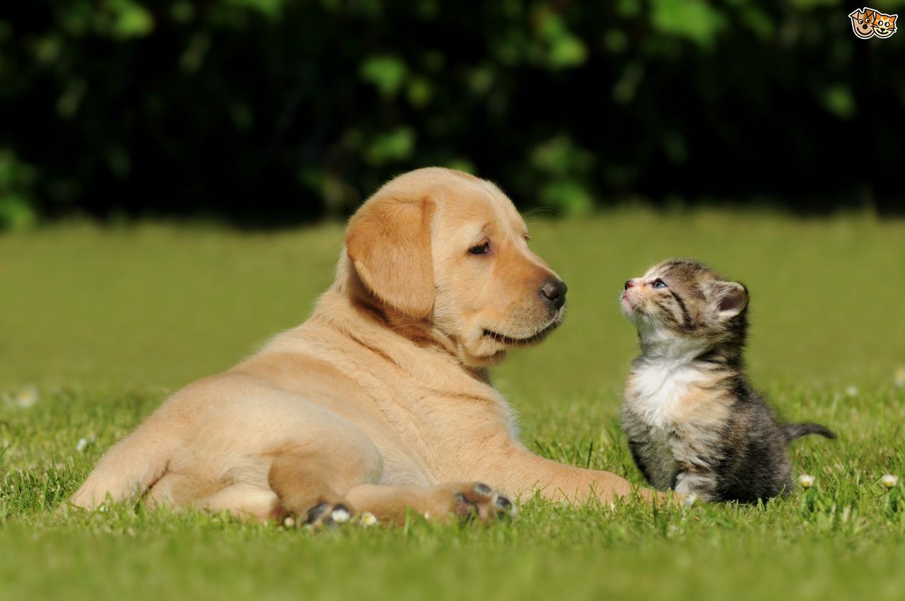 teaching-puppies-about-cats-533d773c8e043
