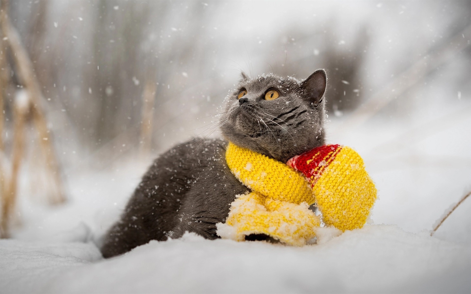 Gray-cat-snow-winter-scarf_1920x1200