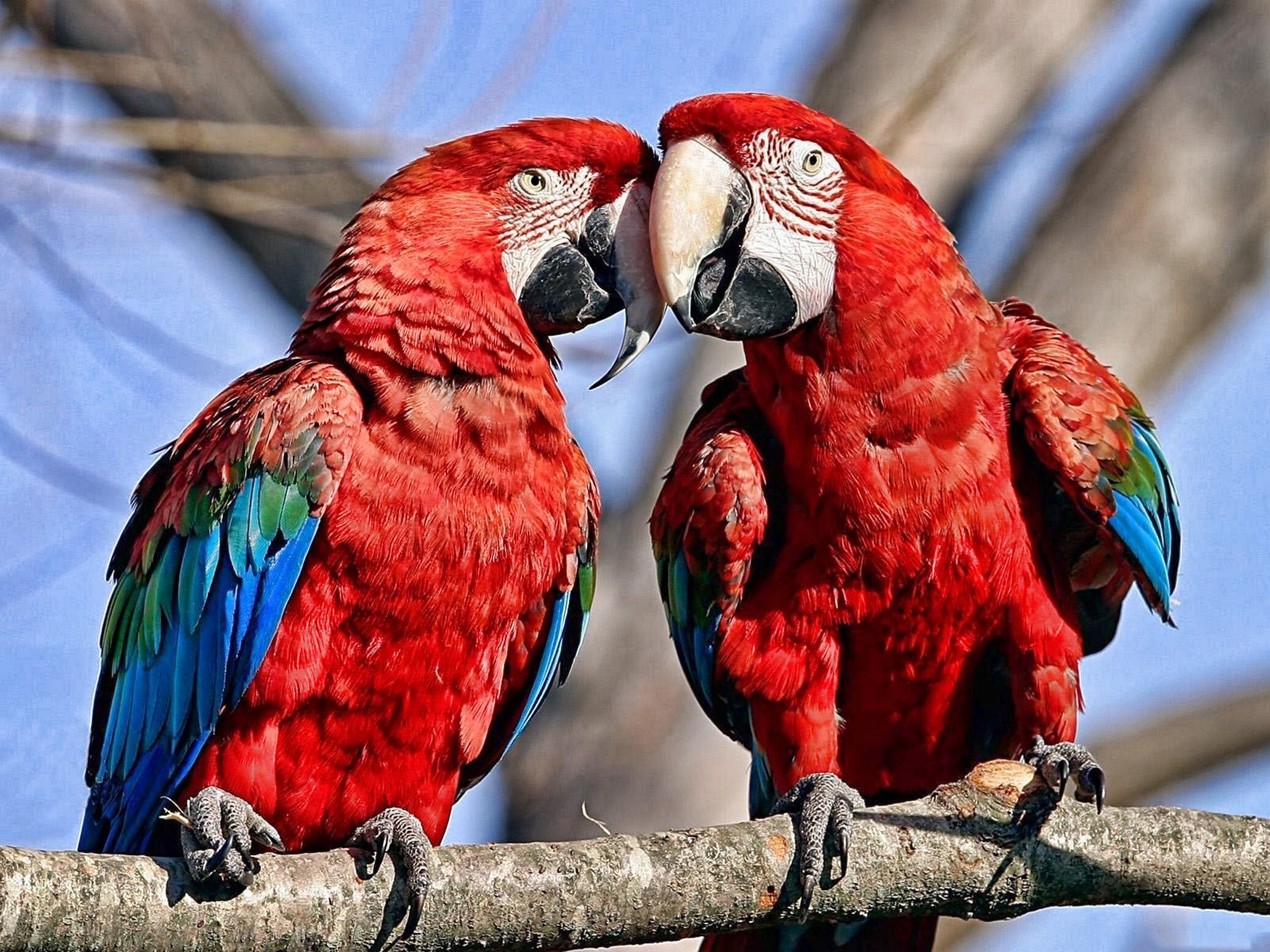 birds-nature-parrot-red-beak-macaws-bird-macaw-wing-fauna-vertebrate-lorikeet-179819