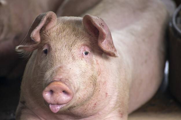 newborn-fat-piglet-lying-in-the-farm-29417-165