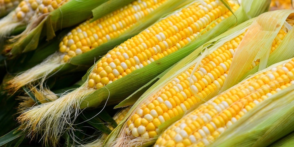 Close-Up Of Corn Cobs For Sale In Market