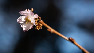 Якою буде погода у Львові та області завтра, 9 березня
