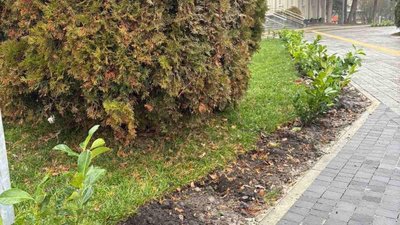У Львові перед будівлею райадміністрації викрали кущі