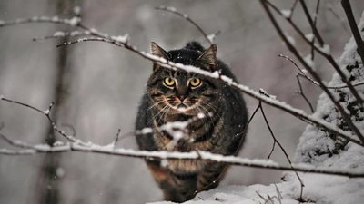 Яким буде день у Львові та області завтра, 4 січня