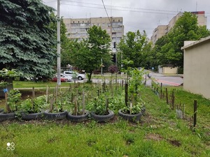 У Львові на газоні вирощують овочі (фото)