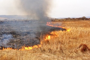 У Львові горіла суха трава