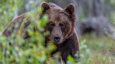 Увага! У селах на Дрогобиччині розгулює голодний бурий ведмідь  (ФОТО)