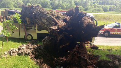 На Львівщині дерево розчавило автобус