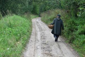 Волинянин, збираючи гриби у лісі, знайшов 100-кілограмову авіаційну бомбу