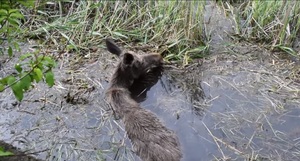 Рятувальники Рівененщини показали відео порятунку самки лося від вірної загибелі (відео)