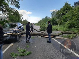 На Львівщині дерево впало на автомобіль і заблокувало рух (фото)