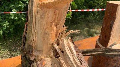 Буревій знищив понад 700 гектарів лісу на Рівненщині