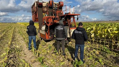 Сімейний "бізнес": На Волині батько з двома синами незаконно вирощували та обробляли тютюн на 11 млн грн