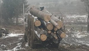 На Львівщині виявили понад 60 незаконно зрубаних дерев