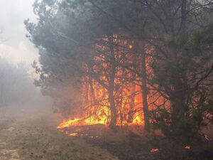 На Львівщині рятувальники п’ять годин поспіль гасили лісову пожежу (фото)