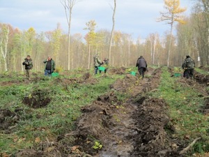 У Свірзькому лісництві посадили нові дерева (фото)