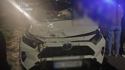 Львівський суд виправдав водійку, яка насмерть збила лося