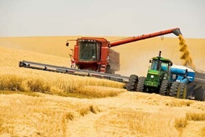 На Жидачівщині водій вантажівки вкрав зерно дорогою з поля до комори