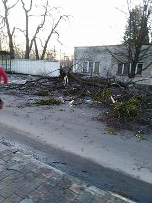 У Стрию на людину впало сухе дерево (ФОТО)