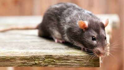 На Львівщині від лептоспірозу помер 69-річний чоловік