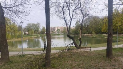 У Львівській громаді через негоду було пошкоджено 21 дерево