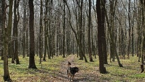 Діти знайшли рештки тіла жінки, яка зникла минулого року на Львівщині