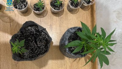 У Львові молода пара перетворила орендовану квартиру на «лабораторію» з вирощування конопель (ФОТО)