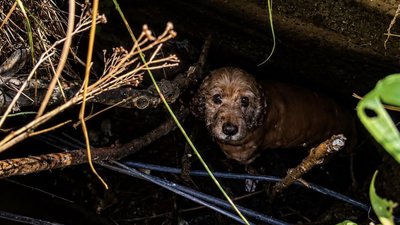 На Львівщині надзвичайники врятували собаку