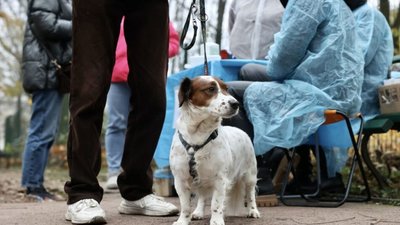 У Львові 9 жовтня безкоштовно вакцинуватимуть домашніх котів та собак проти сказу