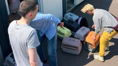У Львові після ракетного удару сім’ю з 14 котами тимчасово поселили у модульному містечку