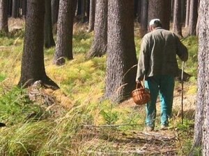 Сьогодні рятувальники знайшли заблукалого у лісі грибника