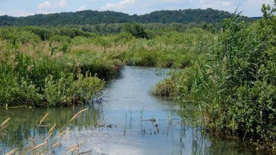 У заповіднику на Львівщині планується відновлення унікального болота «Заливки»