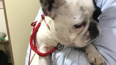 У Чернівцях двоє комунальників нажили 1 млн грн на безпритульних собаках міста