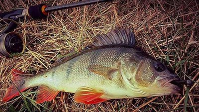 До уваги рибалок Львівщини: почала діяти заборона на вилов риби