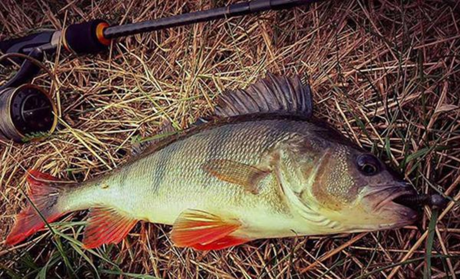 До уваги рибалок Львівщини: почала діяти заборона на вилов риби