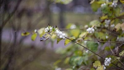 Синоптикиня попередила про похолодання в Україні: чи будуть заморозки