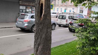 Увага! У Львові буде перекрито рух транспорту на вул. Волоській на час зрізки аварійних дерев