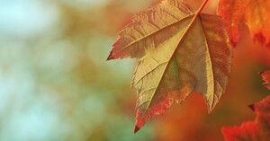 Вадим Броваренко