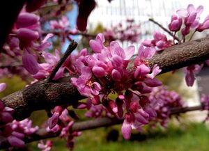 У львівському ботанічному саду розквітло "Юдине дерево" (фото)