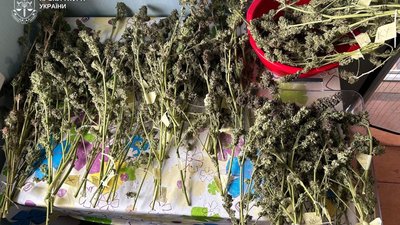 На Львівщині судитимуть наркоторговців, які вирощували коноплю в лісі та розсилали поштою