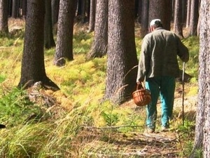 У Львові поліція шукала дідуся, що заблукав у лісі