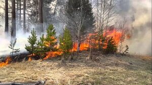 Внаслідок обстрілу окупантів, загорівся ліс у Сумській області