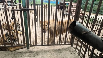 На Полтавщині левиця схопила за ногу 5-річного хлопчика