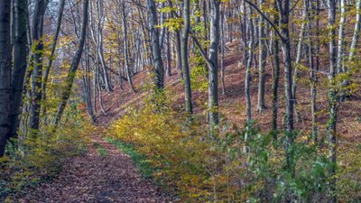 У лісі біля Львова знайдено тіло 16-річного хлопця