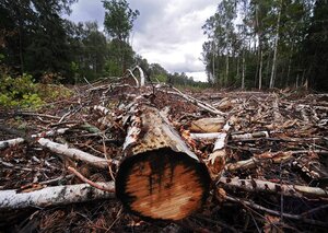 Росія планує вирубку та продаж українського лісу 