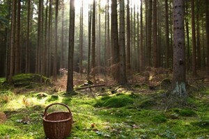 В Карпатських лісах заблукали дві сестрички-грибнички