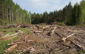 У Львівській області судитимуть майстра лісу та лісника за розтрату лісопродукції