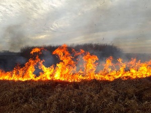 За добу на Львівщині сталося 70 пожеж сухостою