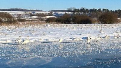 На Тернопільщині врятували зграю лебедів, які вмерзли в кригу (ФОТО)